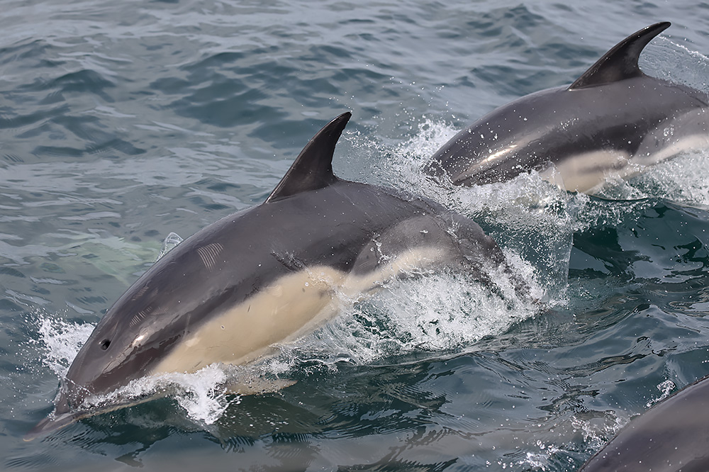 common dolphins
